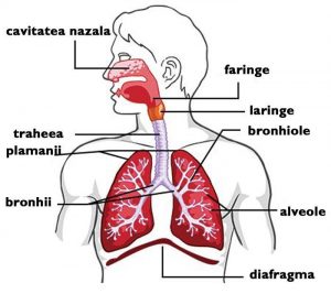 Metode naturale de curatare a plamanilor (Natural methods of lung cleansing)