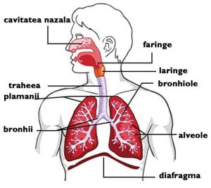sistemul-respirator
